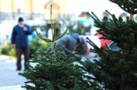 Weihnachtsbaum